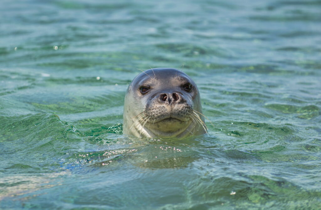 Monk Seal, Monachus Monachus, Alonissos, Alonnisos